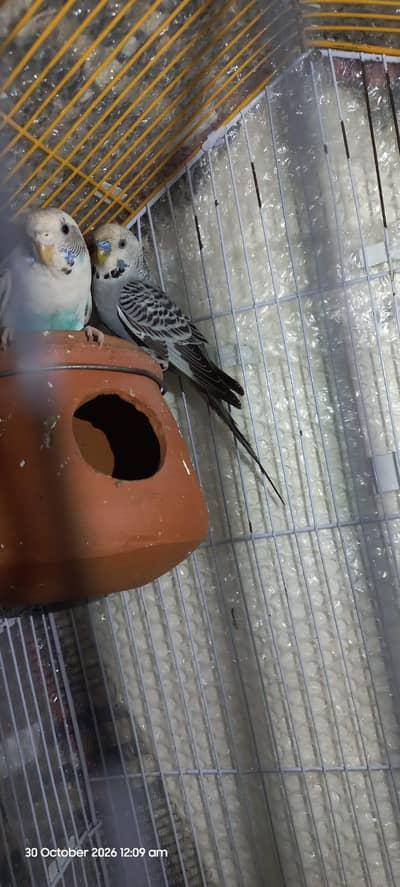 2 pairs of Australian/ budgie birds for sale