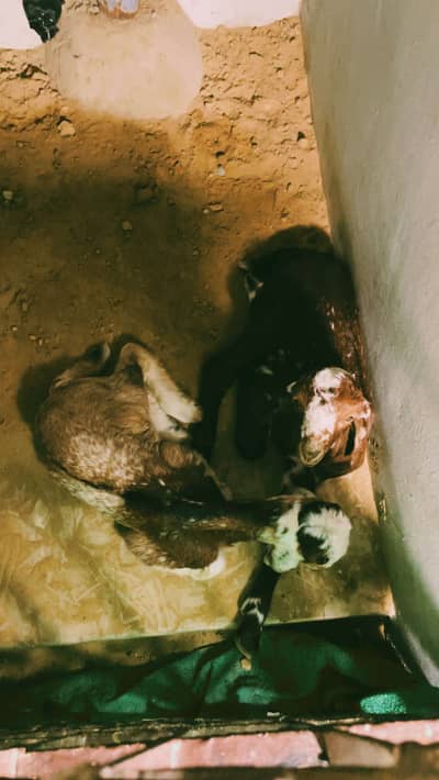 Baby sheep price:50,000 watsapp no:03713723828