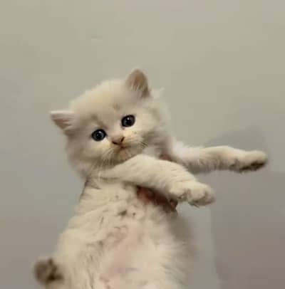 Triple coat pounch face