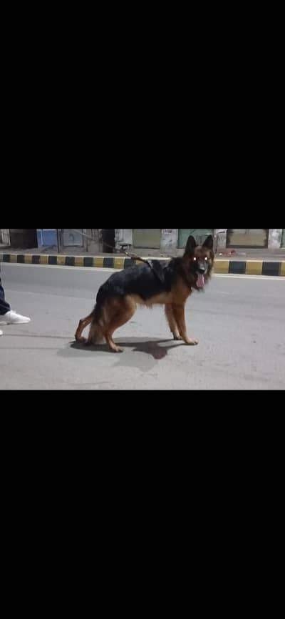 German Shepherd Male Available for stud