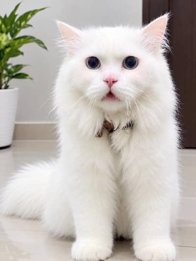White Persian Male Breeder Cat