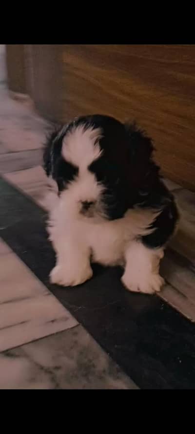 Shihtzu Shihtzu playful toy breed puppy available