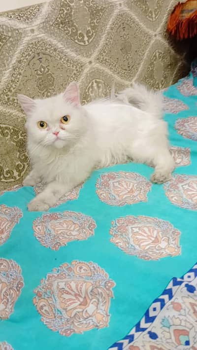 persion ex punch breeder female cat for sale