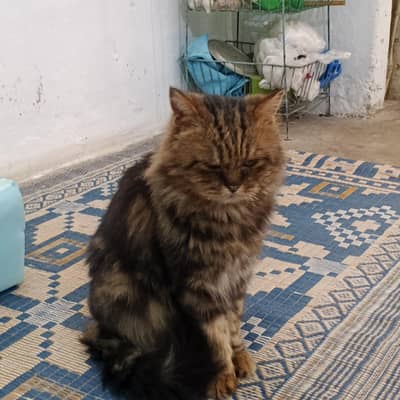 cat male