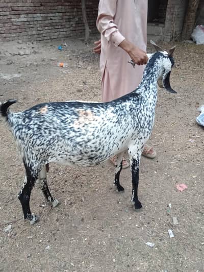 3 adad Pregnant Desi Bakriyan Mix Breed