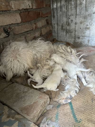 American poodle puppies male available