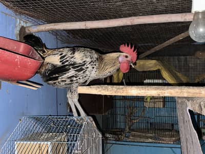 2 male hen young