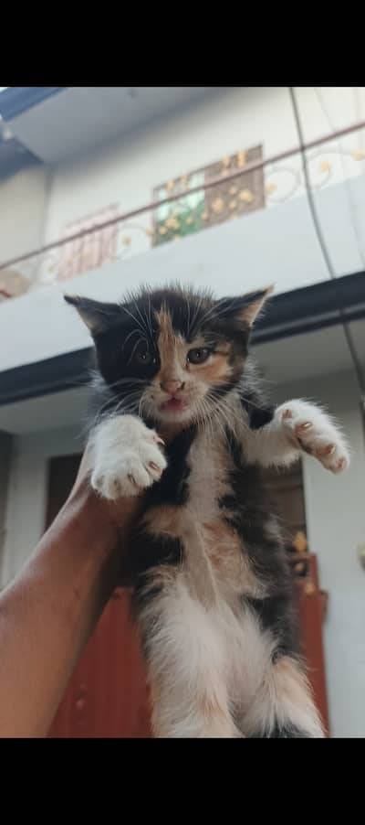 Double coat Pure Persian kitten