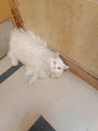 white cat for sale