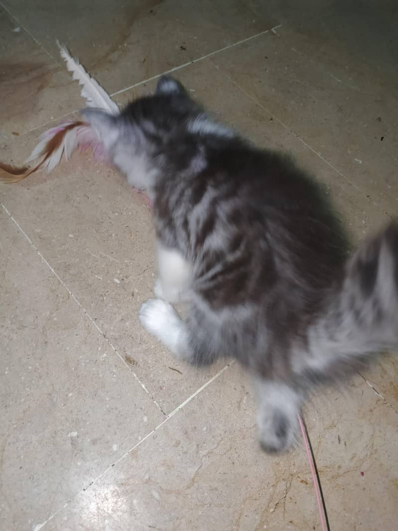 kitten 2
