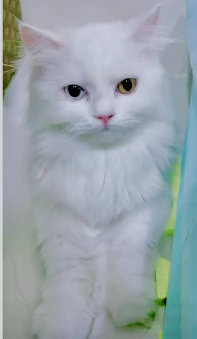 Odd Eyes Adult Female For Sale