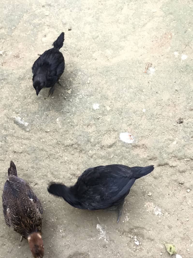 ایام آسمیانی 1