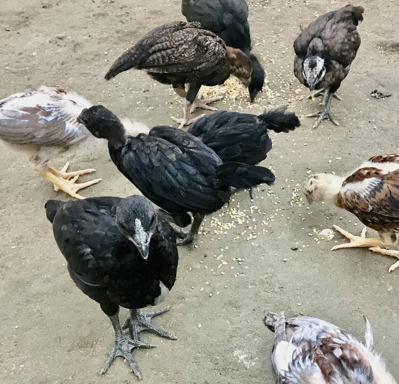 ایام آسمیانی 5