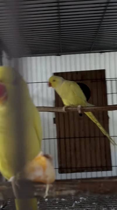 Yellow Ring neck