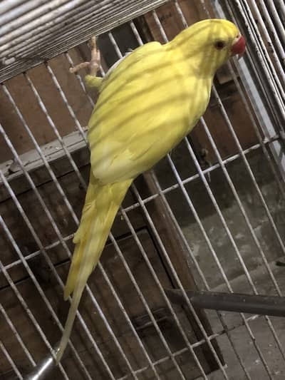 Yellow Mail