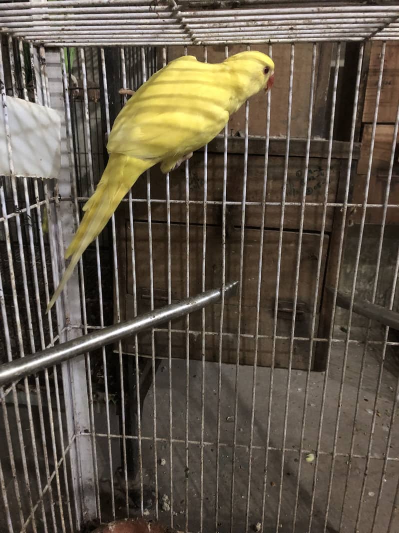 Yellow Mail 3