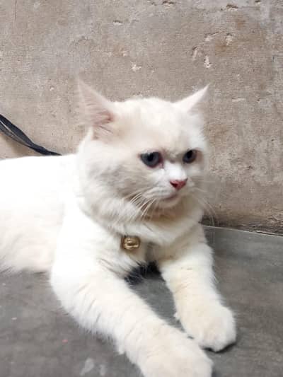 Cat sell
