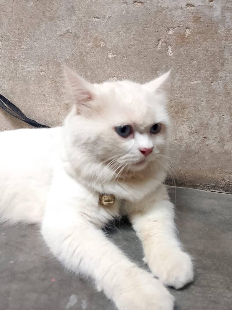 Cat sell 0