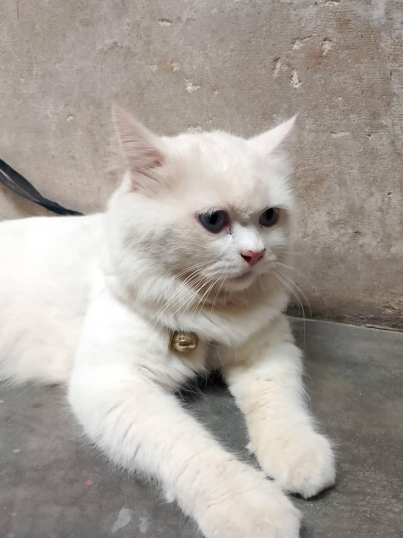 Cat sell 1