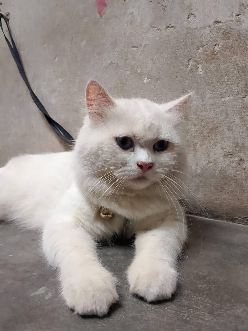 Cat sell 2