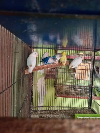 6 piece han ikatha dena 1000 per piece