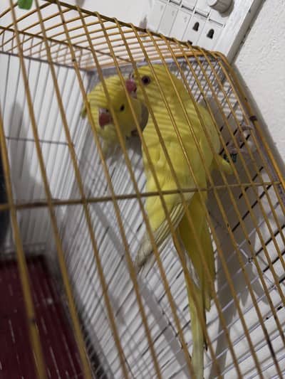 Yellow parrot pair