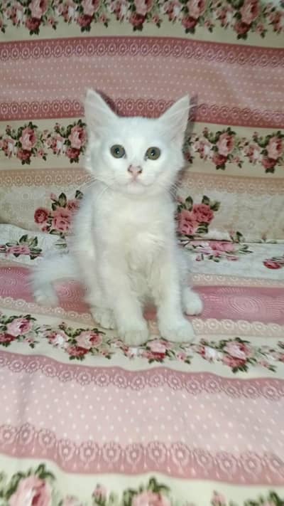 ​ Cute & Playful Female Kittens for Sale | Extremely Loving  