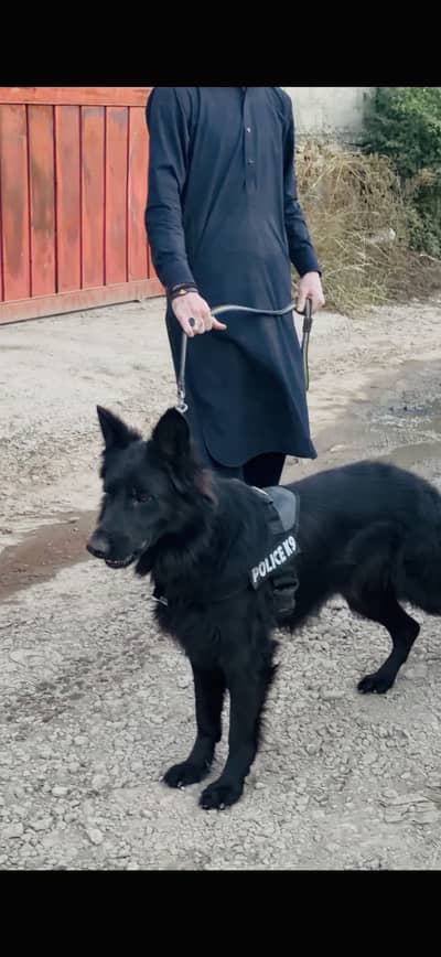 German shephard Male long coat black colour for sale