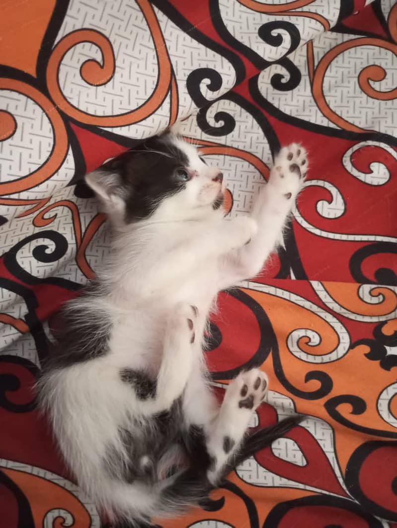 Persian kittens 0