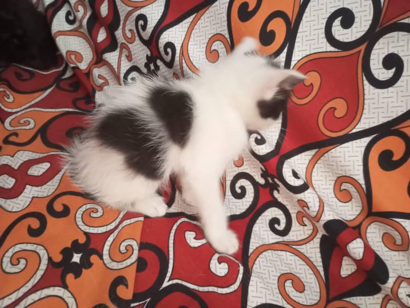 Persian kittens 1