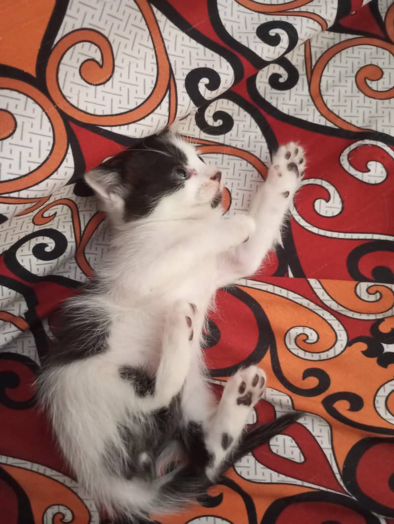 Persian kittens 4