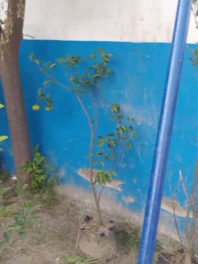 Malta/ Musami plants