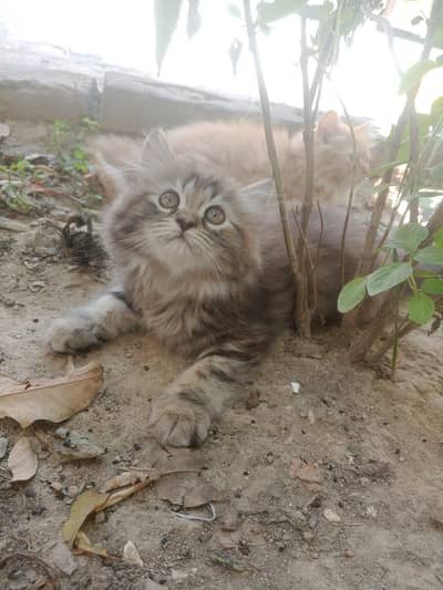 Persian kitten / cute kitten/ triple coded / punch face