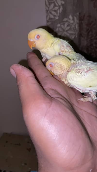 Beautiful birds baby Handtame and fly tame lovebirds