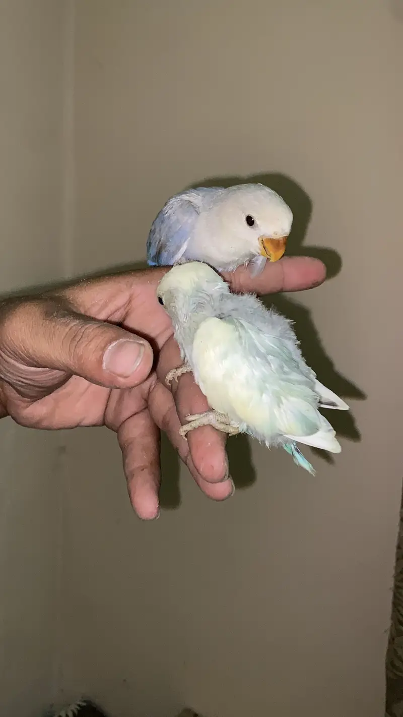 Beautiful birds baby Handtame and fly tame lovebirds — photo 2