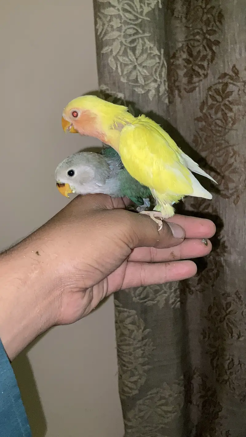 Beautiful birds baby Handtame and fly tame lovebirds — photo 3
