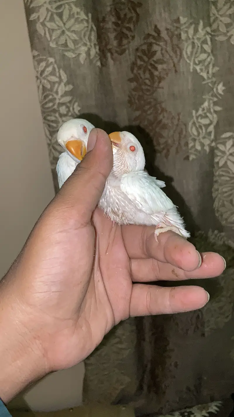 Beautiful birds baby Handtame and fly tame lovebirds — photo 4