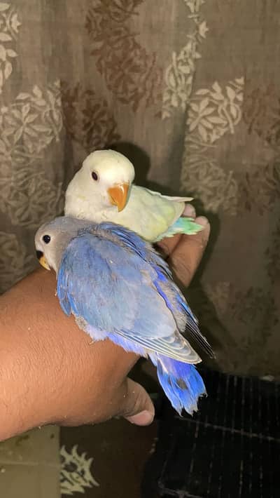 Beautiful birds baby Handtame and fly tame lovebirds