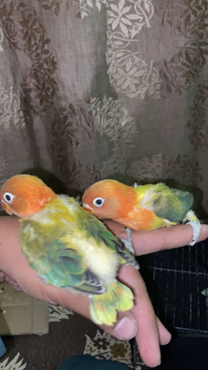 Beautiful birds baby Handtame and fly tame lovebirds — photo 6