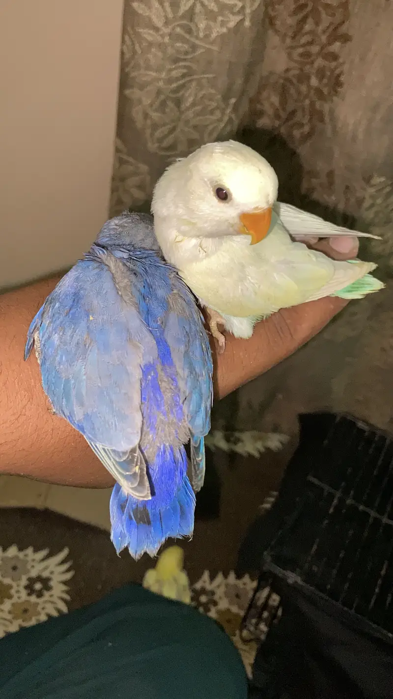 Beautiful birds baby Handtame and fly tame lovebirds — photo 7
