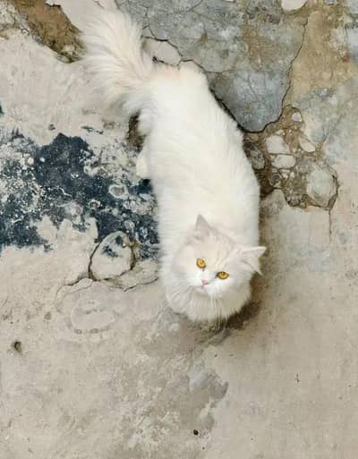 Persian Tripple Coted Female Cat for sale