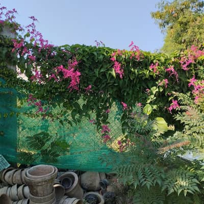 sfayee aur kapray istree kernay k liyea male chahiyea