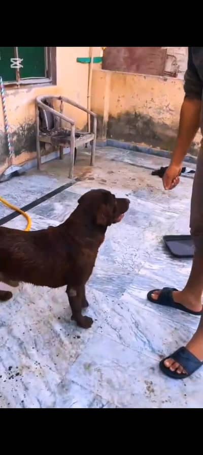 Labrador male confirm stud