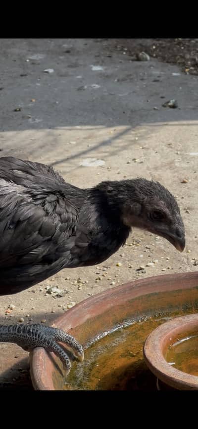 Aseel dragon 1 chick 40 days old pure black dragon.