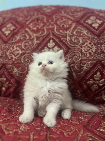 3 white quality kittens 12k each