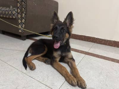 German shepherd male puppy dog for sale
