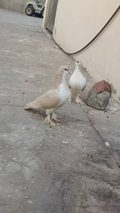 Sherazi Pair For Sale