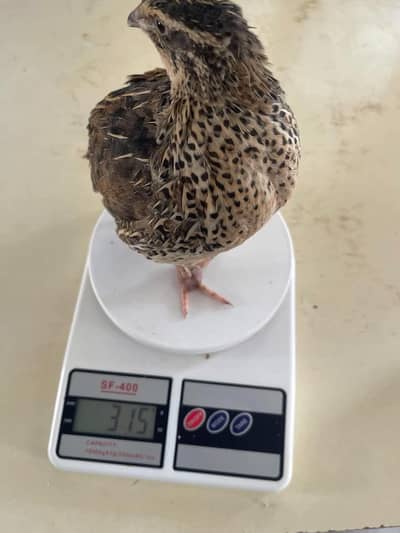 Quail (Bater) for Meat Purpose – Healthy & Fresh Stock