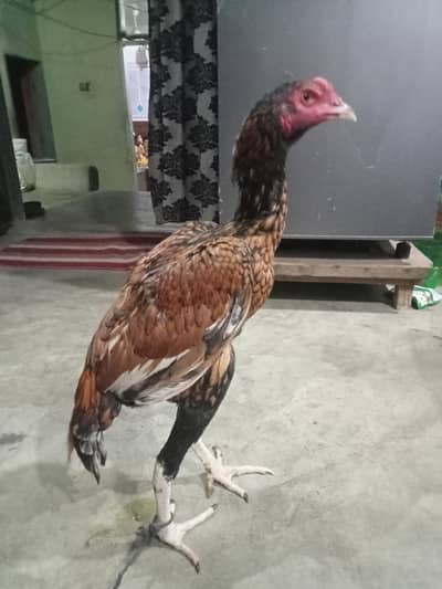 sijara pair 6 7 month ka