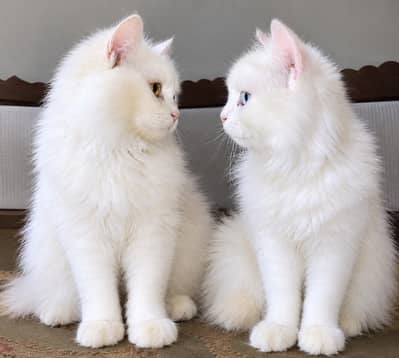 2 Beautiful White Male Persian Kittens for Sale